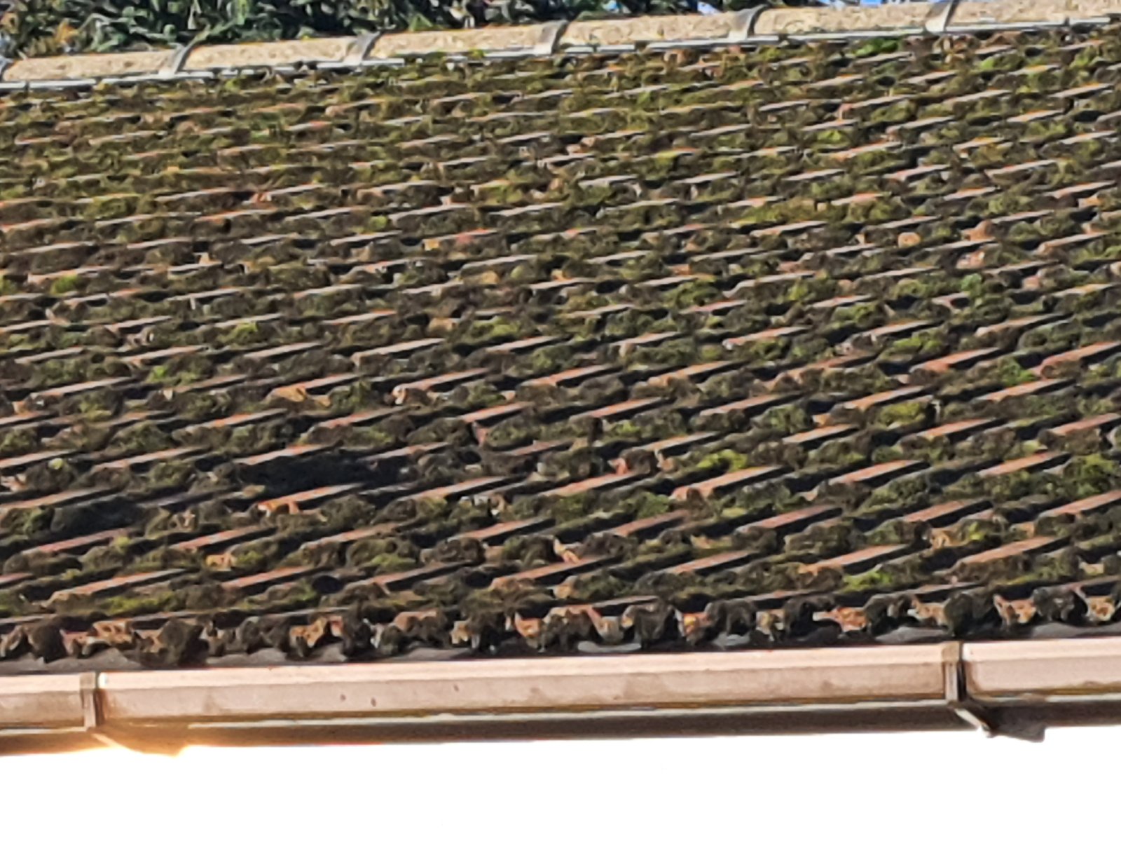 Moss removal